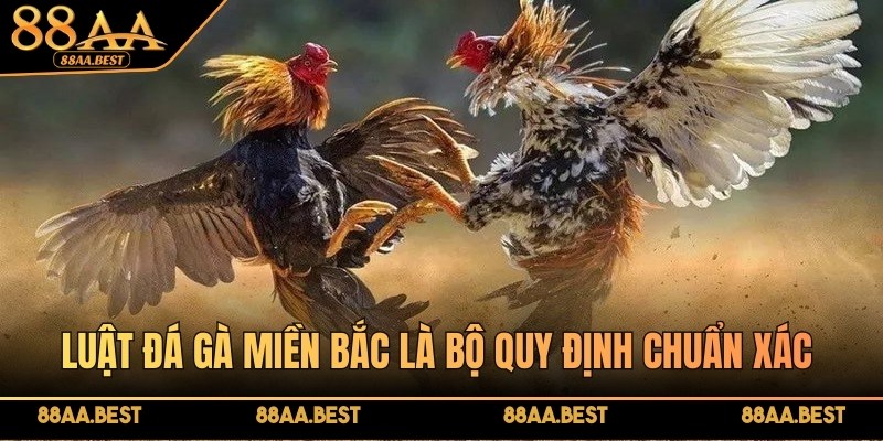 Luật đá gà miền Bắc là bộ quy định chuẩn xác trong các trận gà chọi